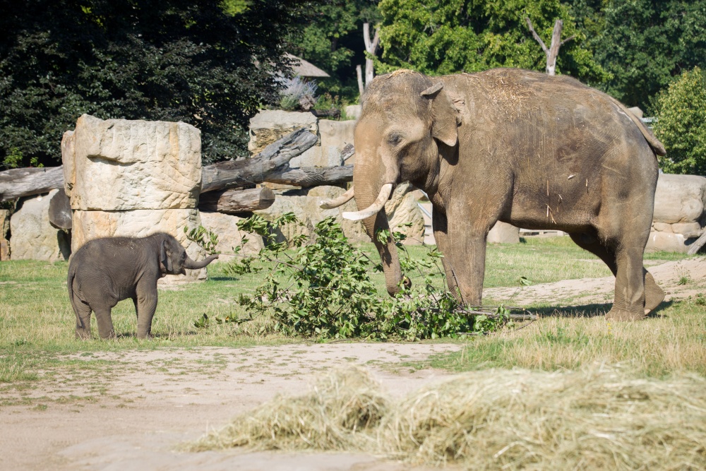 Slůňata se již pravidelně setkávají ve výběhu v expozici Údolí slonů i se svým otcem samcem Ankhorem. Autor: Tereza Mrhálková, Zoo Praha 