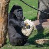 Gorila nížinná Shinda si užívá „poštovního“ enrichmentu. Foto Petr Hamerník, Zoo Praha