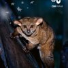 Adopční kampaň 2017 - Citylight