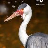 Adopční kampaň 2017 - Citylight