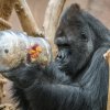 Foto: Petr Hamerník, Zoo Praha