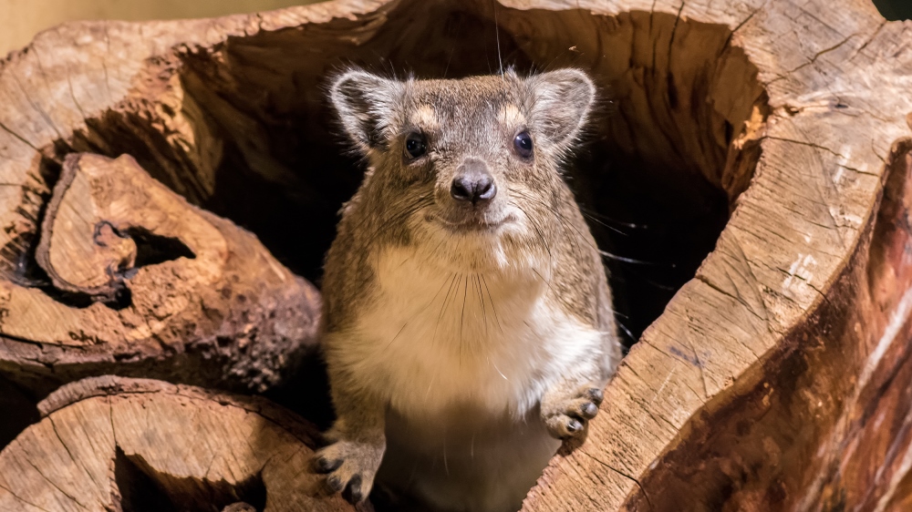 Daman stepní ve své nové expozici v pavilonu Afrika zblízka. Autor: Petr Hamerník, Zoo Praha