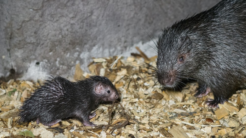 Mládě dikobrazů palawanských se narodilo 31. října. Foto: Petr Hamerník, Zoo Praha