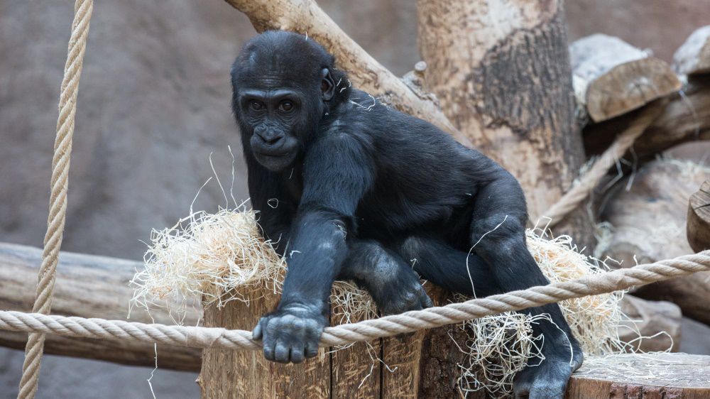 Nuru, foto: Václav Šilha, Zoo Praha