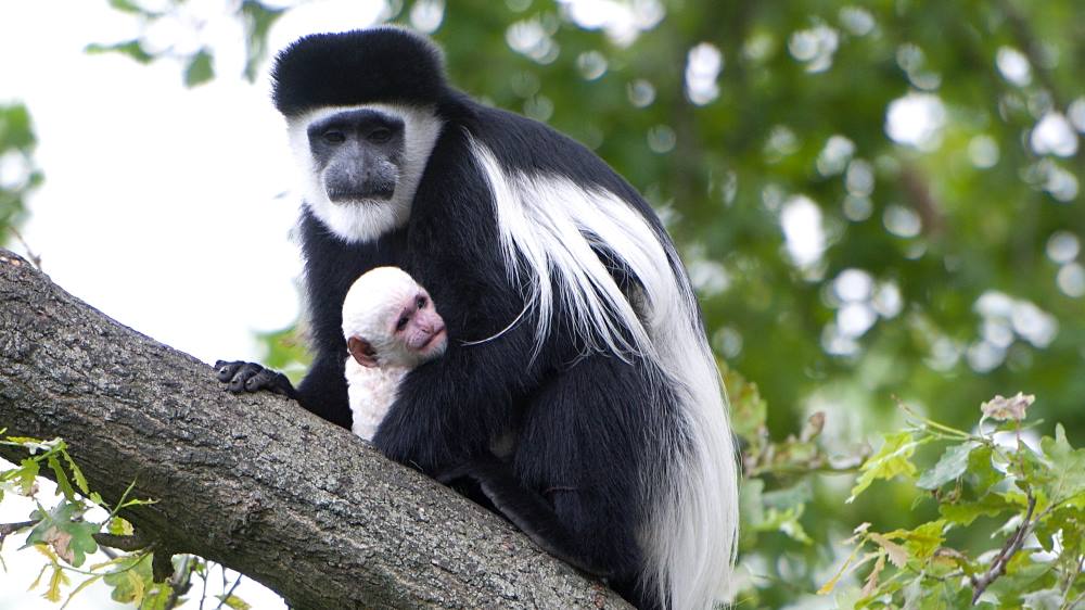 Mládě v náručí svého staršího sourozence. Foto: Vít Lukáš, Zoo Praha 