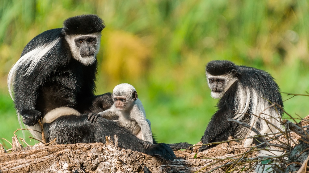 Guerézy, foto: Petr Hamerník, Zoo Praha