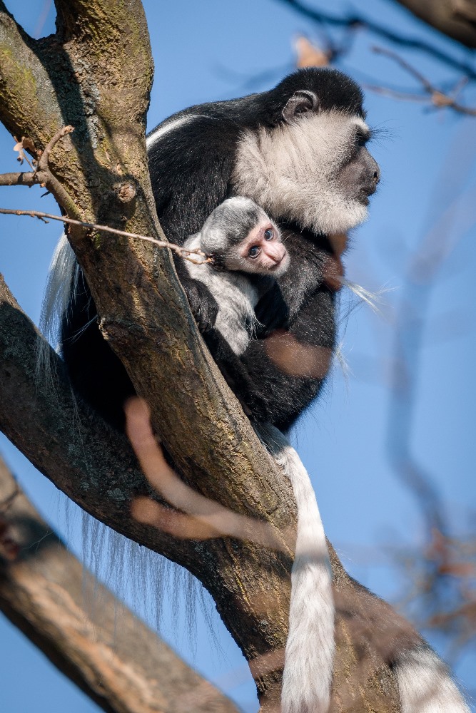 Ven už chodí i guerézy pláštíkové. Foto Petr Hamerník, Zoo Praha