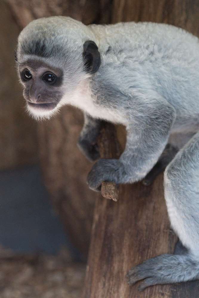 Srst mláděte guerézy pláštíkové pomalu začíná měnit barvu. Foto: Vít Lukáš, Zoo Praha