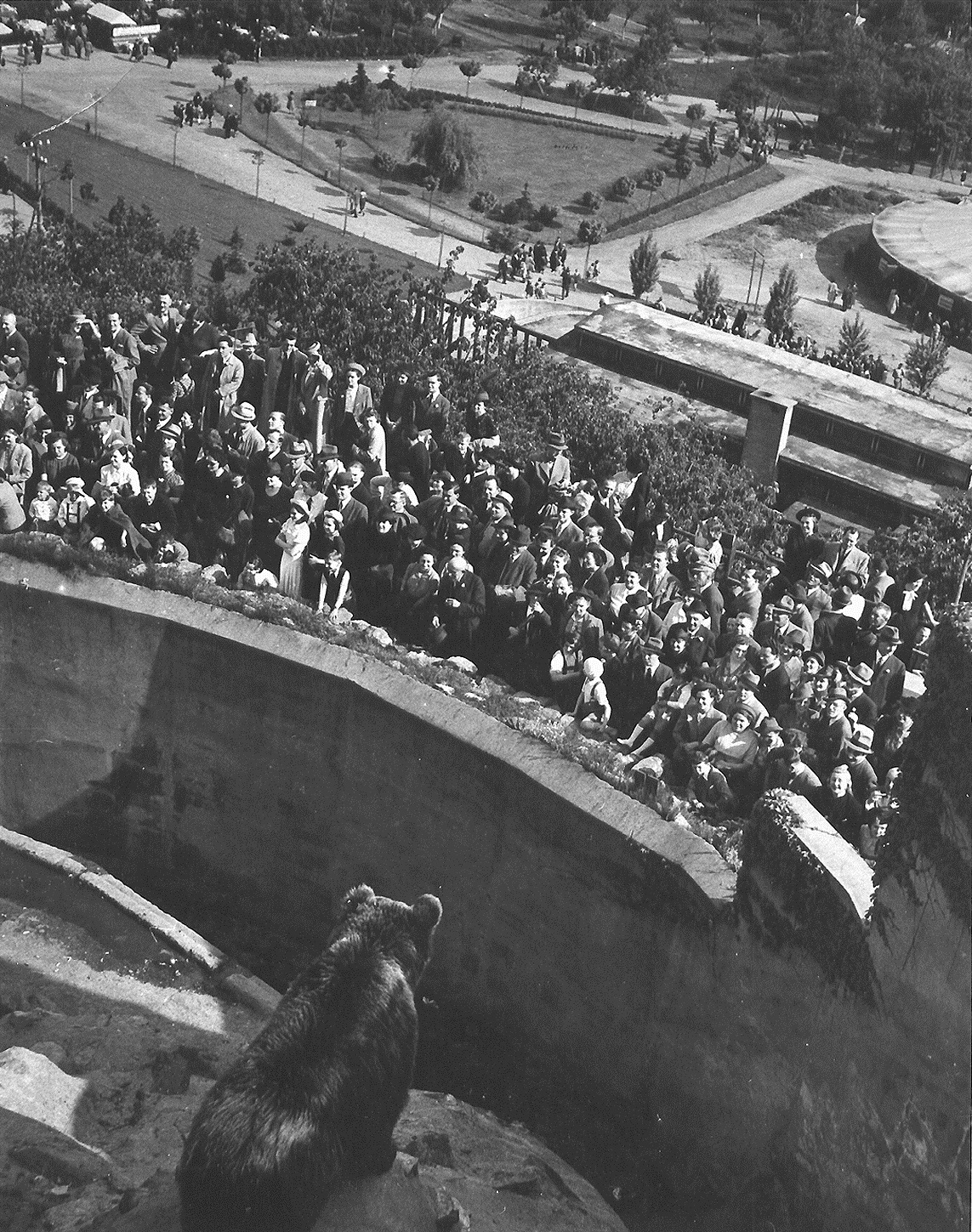 Ukázka vystavované fotografie, medvěd hnědý - nový přírůstek, 30. léta, foto: Archiv Zoo Praha