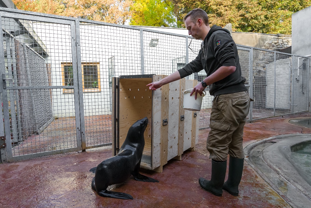 by pro Wendy nebyl přesun příliš velkou zátěží, trénoval s ní její vrchní chovatel Jakub Mezei nástup do transportní bedny. Foto: Petr Hamerník, Zoo Praha