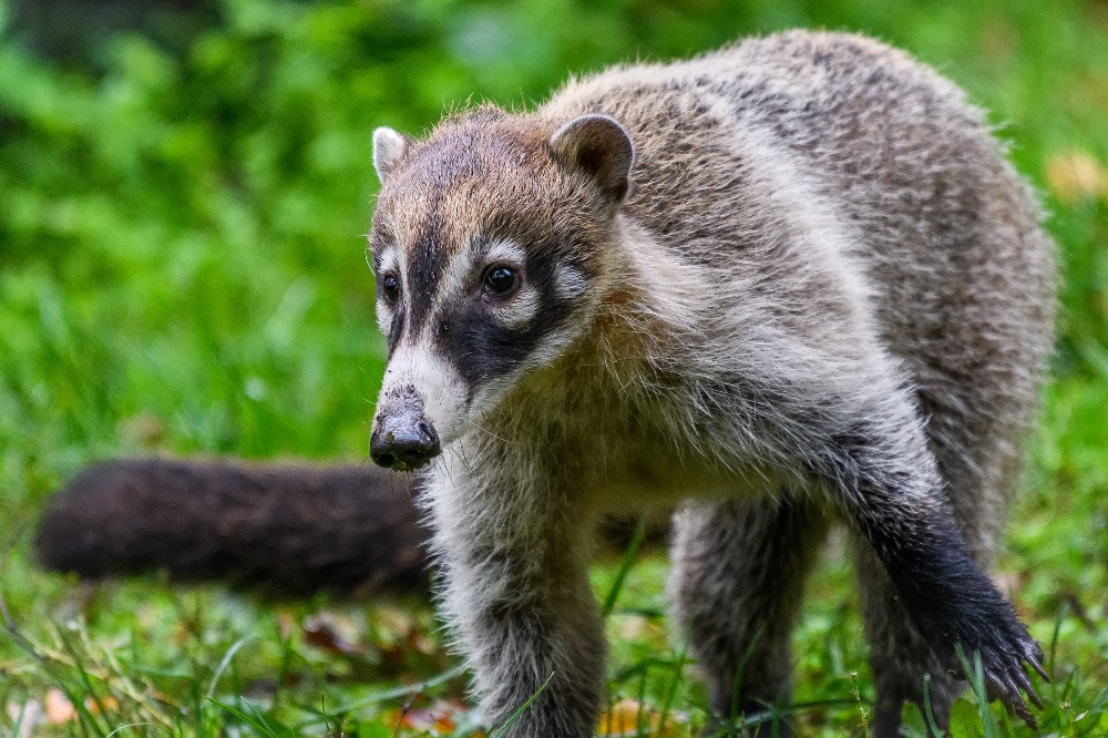 Nosáli bělohubí z evropských chovů téměř vymizeli. Foto Petr Hamerník, Zoo Praha