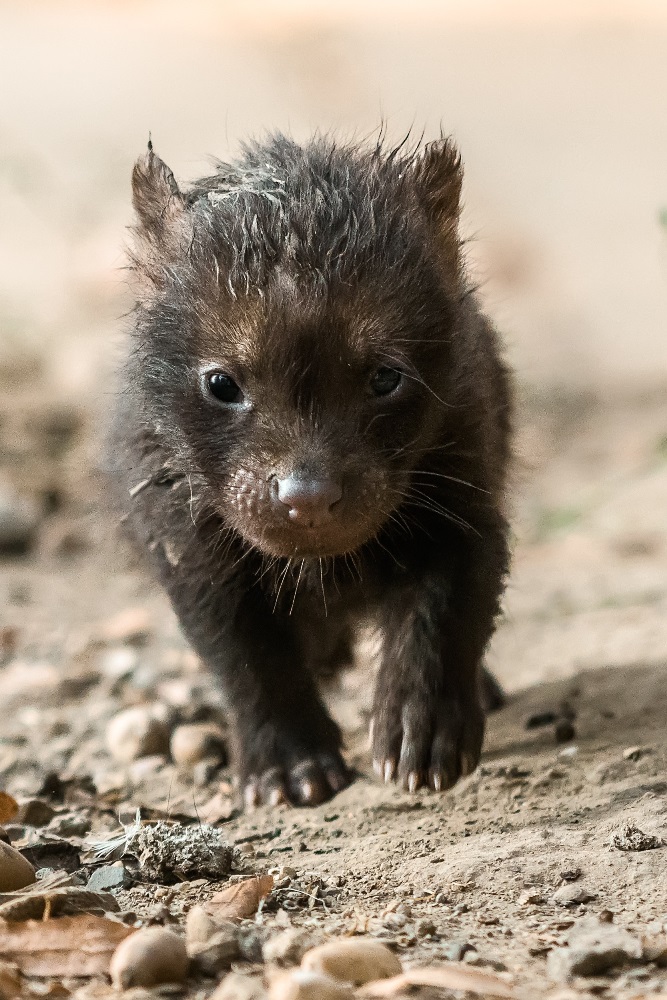 Letošní štěňata psů pralesních se narodila 6. 8. Foto: Petr Hamerník, Zoo Praha