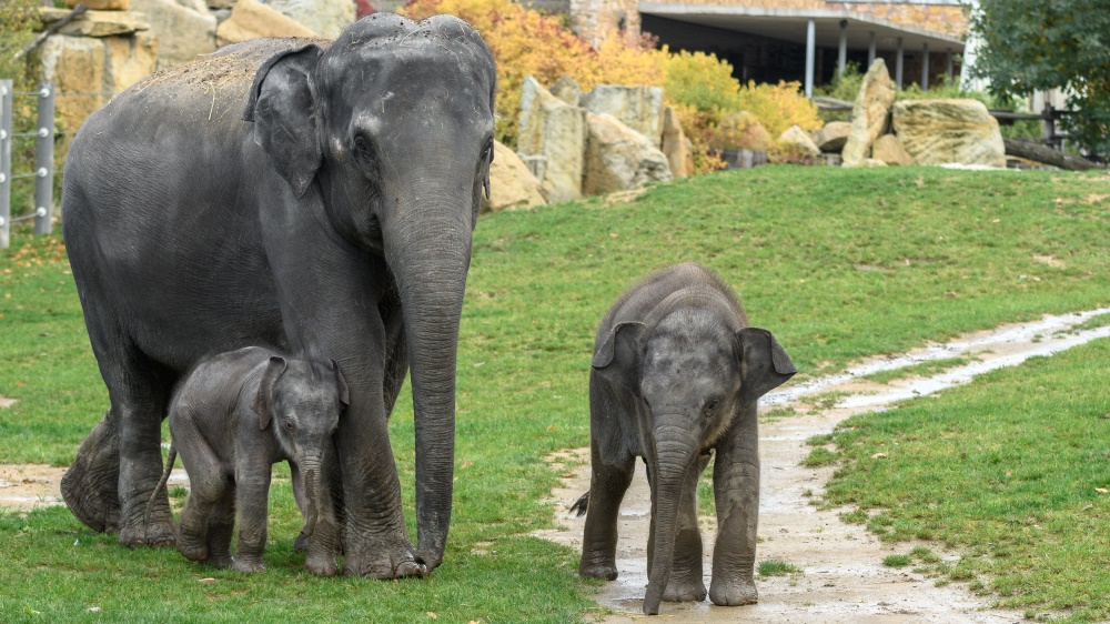 Za hezkého počasí mohou návštěvníci slůňata pozorovat v Údolí slonů. Foto: Petr Hamerník, Zoo Praha