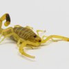 Nově je na výstavě k vidění také pouštní štír víceřadý (Buthacus leptochelys), který je pro lepší pohyb v písku vybaven širšími nárty a vodu přijímá výhradně z potravy. Foto: Petr Hamerník, Zoo Praha.