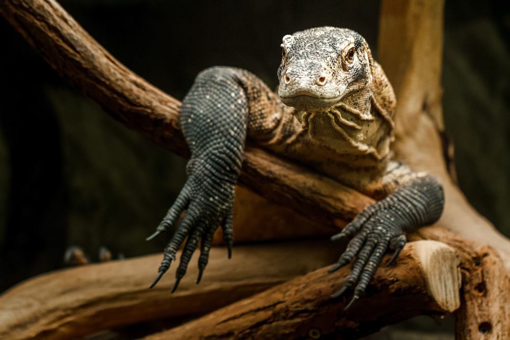 Mladý samec varana komodského v Pavilonu velkých želv. Foto: Petr Velenský, Zoo Praha