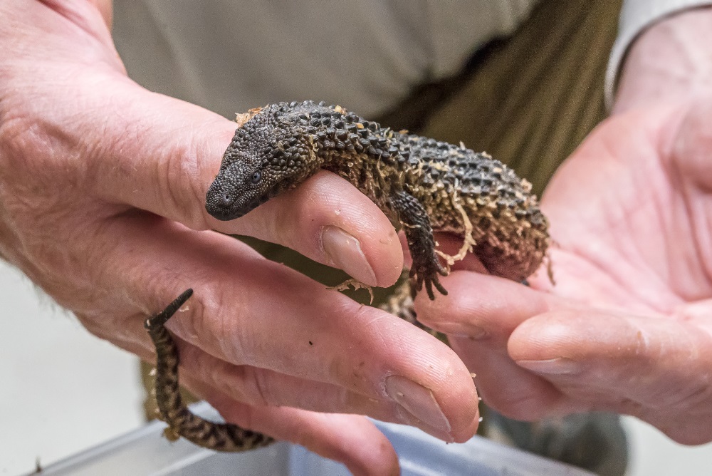 Jedno z mláďat krátce po příjezdu do Zoo Praha. Foto: Petr Hamerník, Zoo Praha
