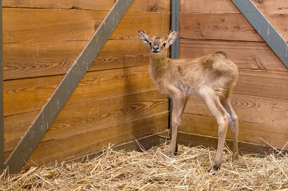 Sameček Holly, mládě vodušky abok. Foto: Petr Hamerník, Zoo Praha