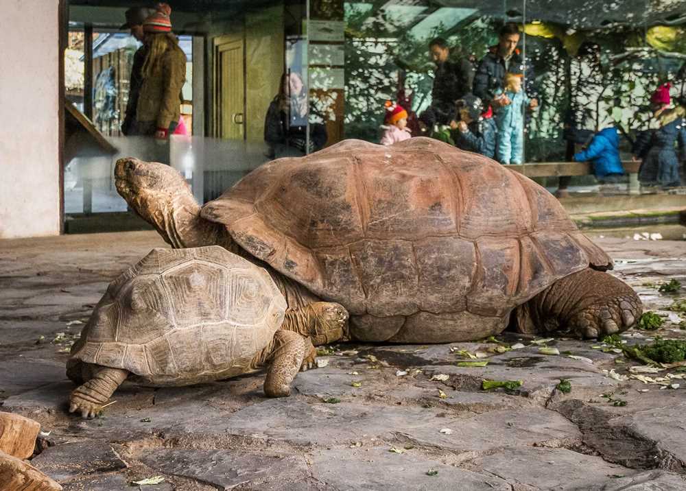 Modrý s nejstarším obyvatelem Zoo Praha - samcem želvy sloní, Eberhardem. Foto: Petr Velenský, Zoo Praha