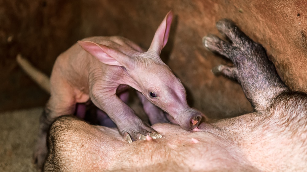 Mládě hrabáče se samo pravidelně krmí a v současné době váží už tři a půl kila. Foto: Petr Hamerník, Zoo Praha