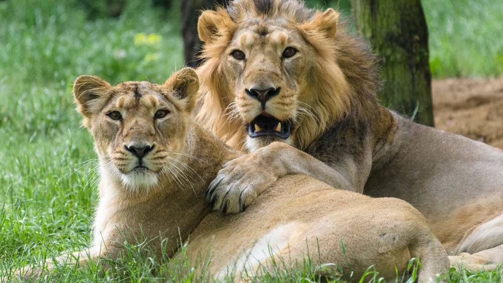 Vzácní lvi indičtí v Zoo Praha. Autor Petr Hamerník, Zoo Praha