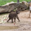 Max oslavil své první narozeniny, foto: Václav Šilha, Zoo Praha
