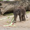 Max oslavil své první narozeniny, foto: Václav Šilha, Zoo Praha