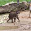 Max oslavil své první narozeniny, foto: Václav Šilha, Zoo Praha