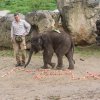 Max oslavil své první narozeniny, foto: Václav Šilha, Zoo Praha