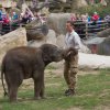 Max oslavil své první narozeniny, foto: Václav Šilha, Zoo Praha