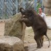 Max oslavil své první narozeniny, foto: Václav Šilha, Zoo Praha