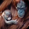 Foto: Miroslav Bobek, Zoo Praha