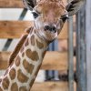Mládě žirafy severní v den narození. Následná veterinární prohlídka potvrdila, že jde o samičku.  Foto: Petr Hamerník, Zoo Praha.