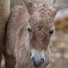 V Zoo Praha se narodilo další mládě ohroženého koně Převalského. Celkem tak jde již o 239. přírůstek v rámci všech zařízení pražské zoo.  Foto: Tereza Mrhálková, Zoo Praha.