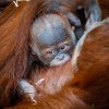 Foto: Miroslav Bobek, Zoo Praha