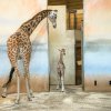 Mezi zbylé členy stáda nově narozenou samičku samozřejmě doprovodila její matka Faraa a bedlivě dohlížela na její začlenění. Foto: Petr Hamerník, Zoo Praha.