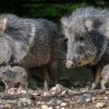 Narození pražských mláďat pekariho Wagnerova přišlo jen pár měsíců poté, co desítky pekari v paraguayské chovné stanici Proyecto Taguá podlehly doposud neznámé smrtící chorobě, která patrně sužuje i volně žijící populaci.