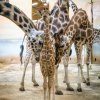 Jméno samičky se návštěvníci dozvědí na slavnostním křtu 17. února. Foto: Petr Hamerník, Zoo Praha. 