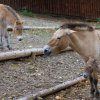 Zkušená matka Hara své poslední mládě pečlivě chrání, podle chovatelů k němu nepouští ani sourozence. Foto: Tereza Mrhálková, Zoo Praha.