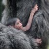 Mládě gibona stříbrného den po narození. Foto Miroslav Bobek