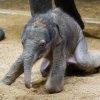 První „stoprocentně pražské“ slůně. Max ve věku tří dnů. Foto Miroslav Bobek, Zoo Praha