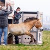Vypouštění jedné z klisen do ohrady na Dívčích hradech. Foto Miroslav Bobek