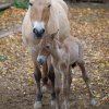 Hříbě si zatím vede dobře, je zdravé a čilé. Jde o šesté mládě klisny Hary původem ze saského Chemnitzu. Foto: Tereza Mrhálková, Zoo Praha.