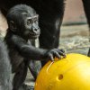 Gorilí sameček Ajabu se 23. dubna nečekaně narodil čtyřiadvacetileté Shindě. Foto Petr Hamerník, Zoo Praha