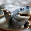 Mladý batagur bengálský v Zoo Praha. Dospělí samci jsou zbarveni neskonale atraktivněji. Foto Miroslav Bobek
