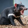 Koncepce rozvoje Zoo Praha počítá i s expozicí australské fauny, jejímiž hlavními „hvězdami“ by měli být ďábli medvědovití. Tento snímek byl pořízen v Healesville Sanctuary u Melbourne. Foto Miroslav Bobek, Zoo Praha