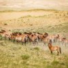 Koně Převalského v západním Mongolsku. Úsilí Zoo Praha o jejich návrat do přírody kvitovala i ředitelka Úmluvy o biologické rozmanitosti Elizabeth Maruma Mrema. Foto Miroslav Bobek