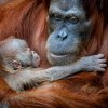 Sameček orangutana sumaterského Pustakawan, zkráceně Kawi, ve věku dvou dnů. Foto Miroslav Bobek