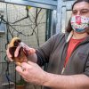 Kurátor Antonín Vaidl umisťuje do nového chovného zařízení prvního mladého samce rajky volavé. Foto Miroslav Bobek
