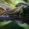 Samička varanovce bornejského, která je k vidění v nokturnu Indonéské džungle. Foto Petr Hamerník, Zoo Praha
