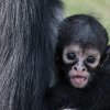 V neděli proběhnou v Zoo Praha křtiny malého chápana středoamerického, jeho kmotrem bude herec Jan Potměšil. Foto: Vít Lukáš, Zoo Praha.